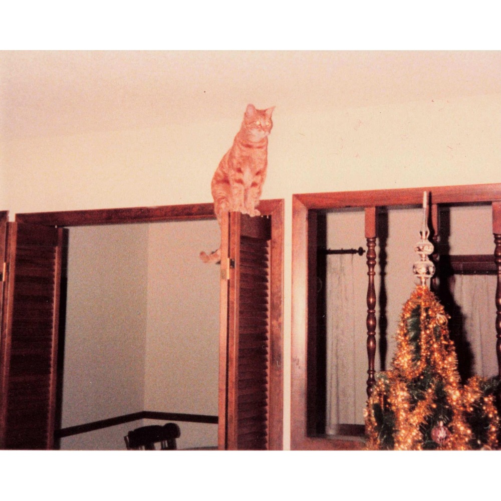 1982 Found Photo Orange Tabby Cat Atop Door Christmas Tree Vernacular Snapshot - Picture 1 of 2